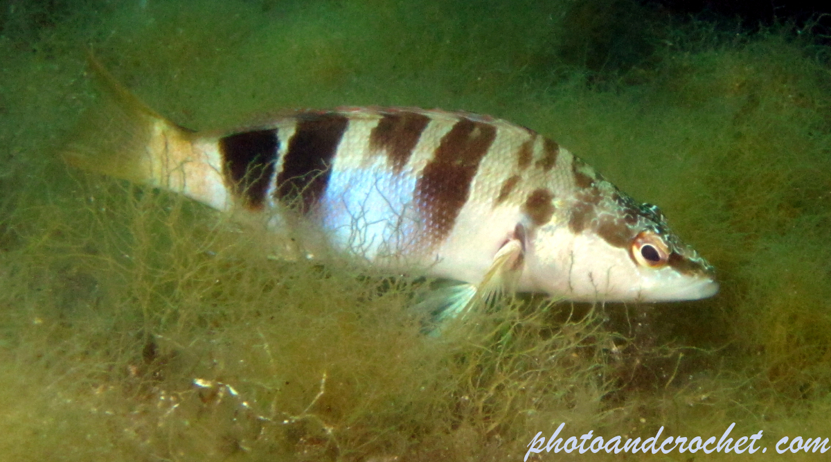 Painted Comber - Image