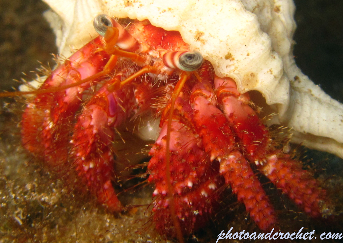 Hermit Crab - Image