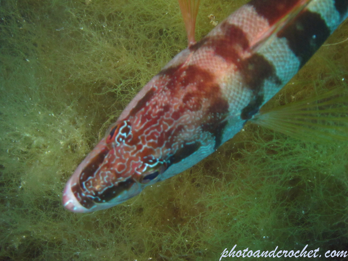 Painted Comber - Image