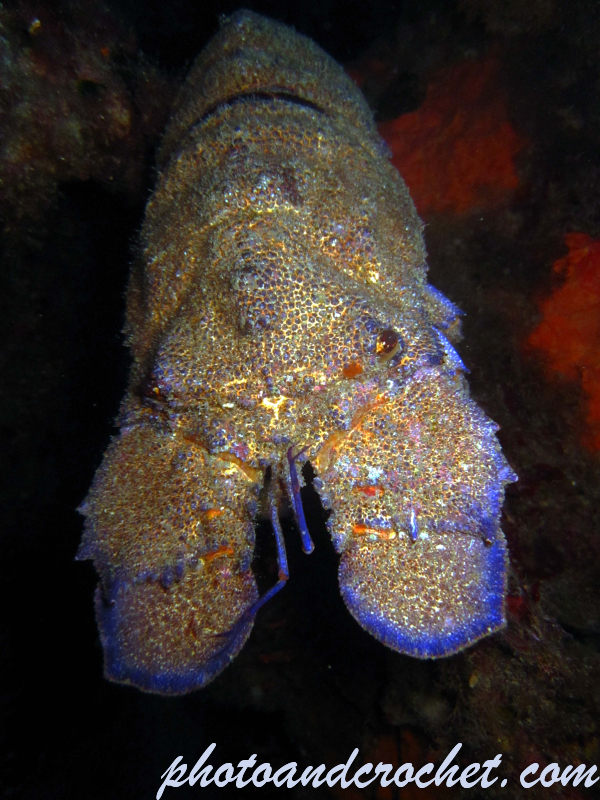 Locust lobster - Image