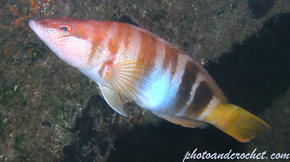 Painted Comber - Image