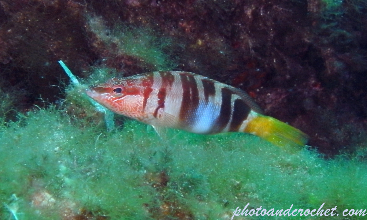 Painted Comber - Image