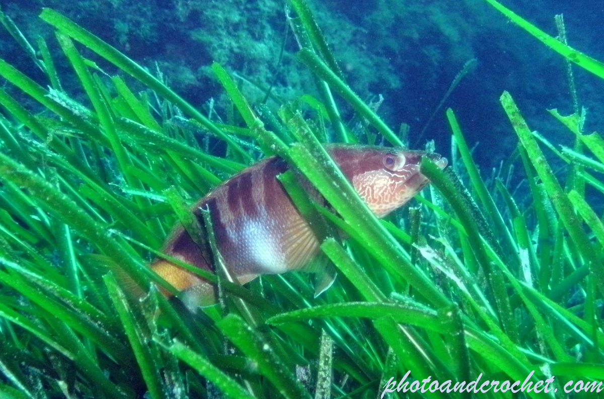 Painted Comber - Image