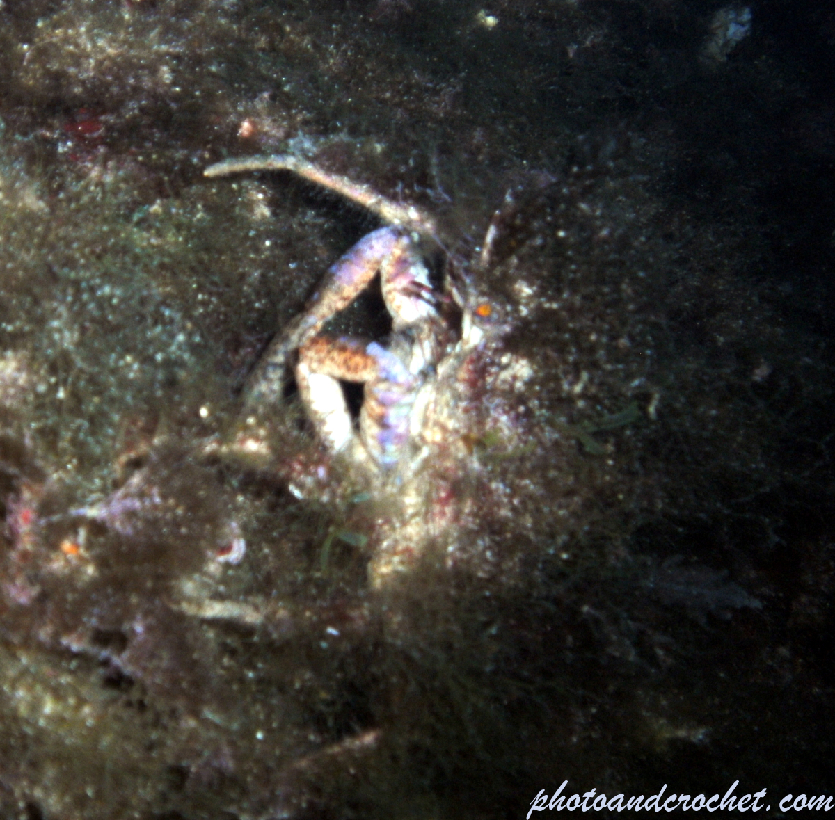 Spinous spider - Image