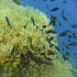 Damselfish - Image