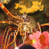 Spiny Lobster - Image
