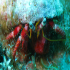 Hermit Crab - Image