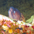 Moray Eel - image