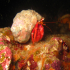 Hermit Crab - Dardanus arrosor - having high ground