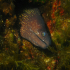Moray Eel - image