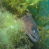 Moray Eel - Muraena helena - Showing its teeth