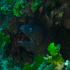 Moray Eel - image