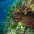 Moray Eel - image