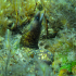 Moray Eel - image