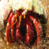 Hermit Crab - Image