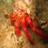 Hermit Crab - Image