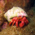 Hermit Crab - Image
