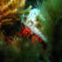 Hermit Crab - Image