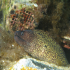 Moray Eel - image