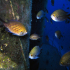 Damselfish - At the Wreck