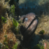 Moray Eel - image