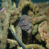 Moray Eel - image
