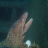 Moray Eel - image