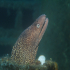 Moray Eel - image