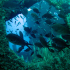 Damselfish - Image