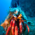 Hermit Crab - Image