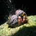 Hermit Crab - Image