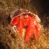 Hermit Crab - Image
