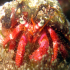 Hermit Crab - Image