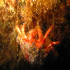 Hermit Crab - Image