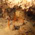 Banded shrimp - Image