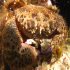 Warty crab - Image