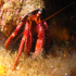 Hermit Crab - Image