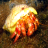 Hermit Crab - Image
