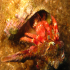Hermit Crab - Image