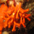 False coral - Image