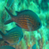 Damselfish - Image