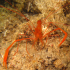 Banded shrimp - Image