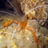 Banded shrimp - Image