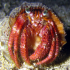 Hermit Crab - Image