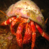 Hermit Crab - Image