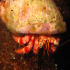 Hermit Crab - Image
