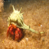 Hermit Crab - Image