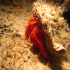 Hermit Crab - Image
