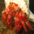 Hermit Crab - Image