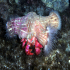 Hermit Crab - Image